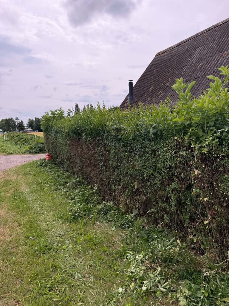 Før: høj, tilgroet hæk med lange skud, der skjuler huset bagved